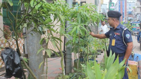লক্ষ্মীপুরে চাকরির ফাঁকে এটিএসআই সাইফ উদ্দিনের গড়ে তোলা বাগান