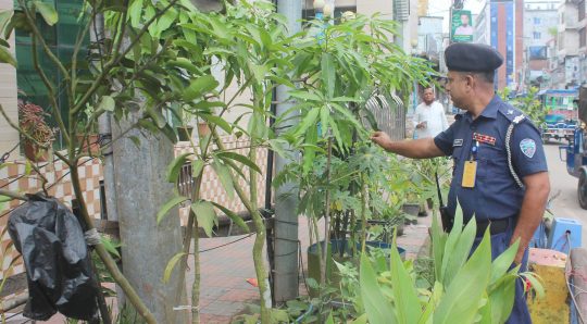 লক্ষ্মীপুরে চাকরির ফাঁকে এটিএসআই সাইফ উদ্দিনের গড়ে তোলা বাগান