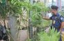 লক্ষ্মীপুরে চাকরির ফাঁকে এটিএসআই সাইফ উদ্দিনের গড়ে তোলা বাগান
